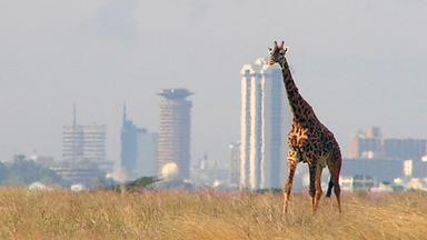 Giraffe at Nairobi National Park with the Nairobi skyline in the background
